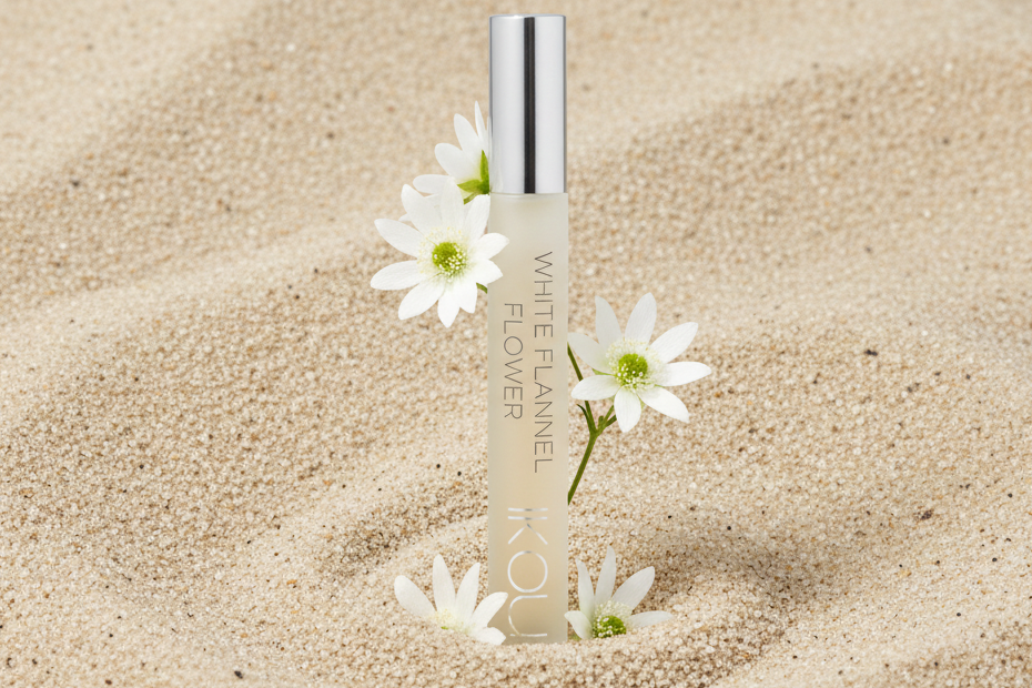 Flannel flower