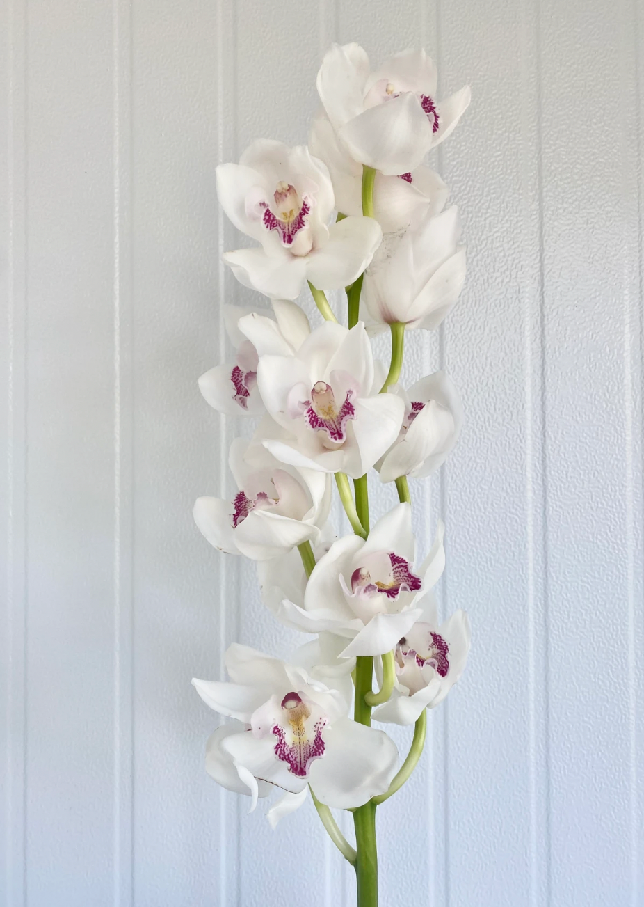 Cymbidium