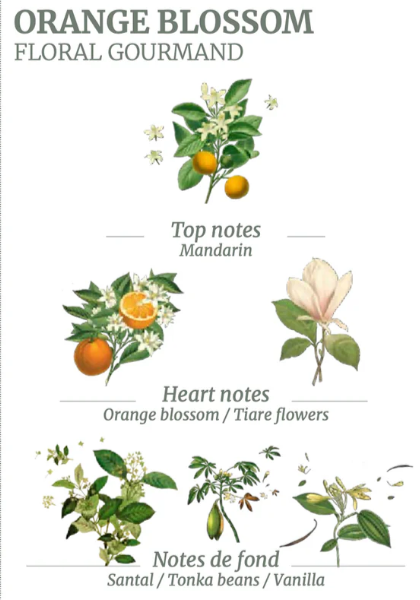 Orange blossom