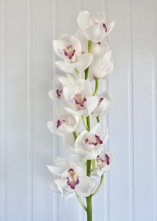 Cymbidium