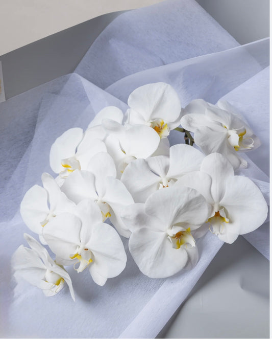 Orchids