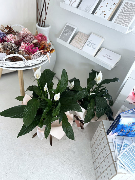 Peace Lilly - Delivered